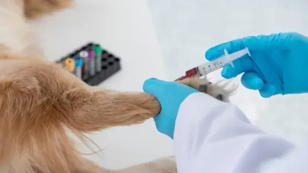 Esta terapia de luz podría ser el futuro del cuidado de mascotas
