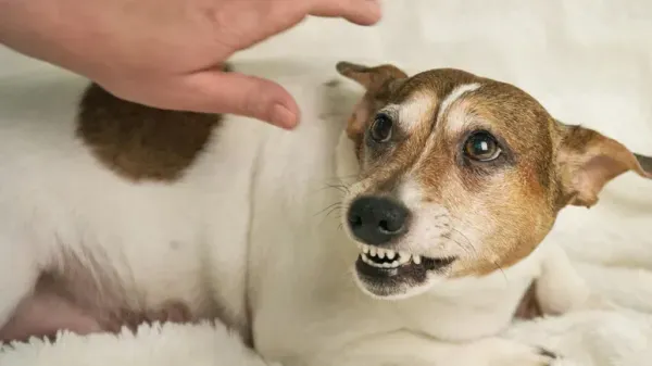 ¿Tu perro se comporta de forma agresiva? Tal vez estés pasando por alto algo importante