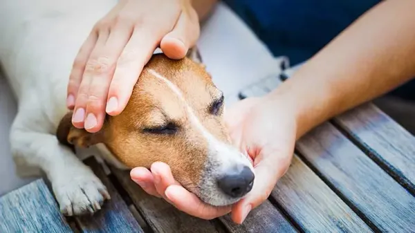 Signos y síntomas de intoxicación por plomo en perros
