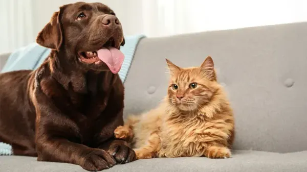 El arma secreta de los dueños de mascotas para tener un hogar más limpio y fresco