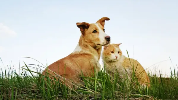 Tóxico para la mayoría de los seres vivos, incluidas tus queridas mascotas