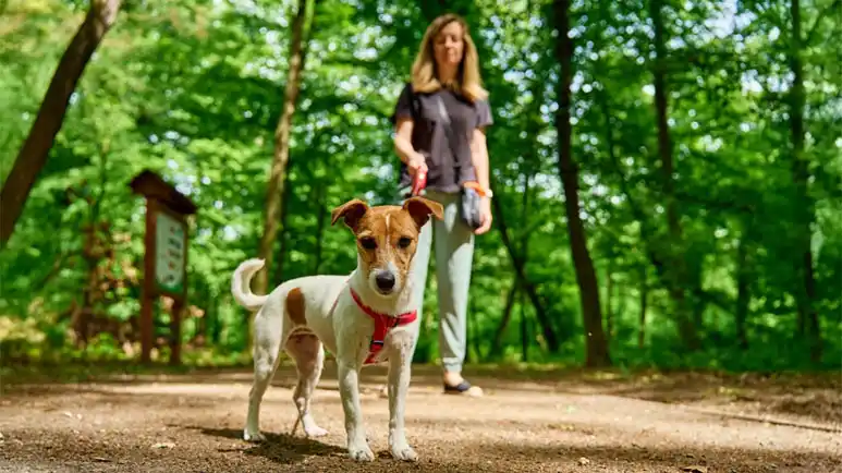 ¡En sus marcas, listos, a mover el esqueleto! Hablemos de paseos diarios