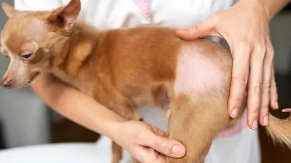 ¿Tu mascota está quedándose sin pelaje? Podría tratarse de algo más que solo una muda