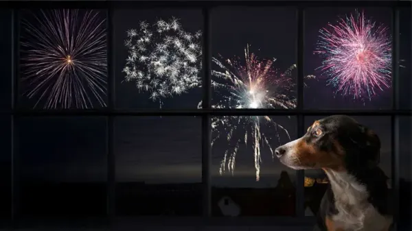 Guía de supervivencia para tu perro durante el 4 de julio