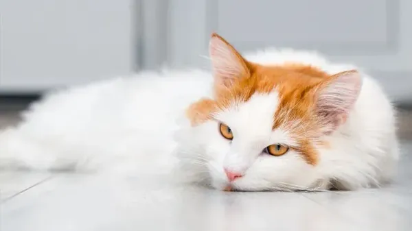 Sonidos cotidianos que pueden causar convulsiones en gatos