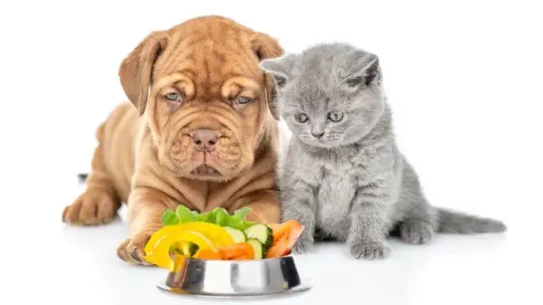 El mejor combustible para tu cachorro: cómo la fibra mejora la resistencia y la salud intestinal