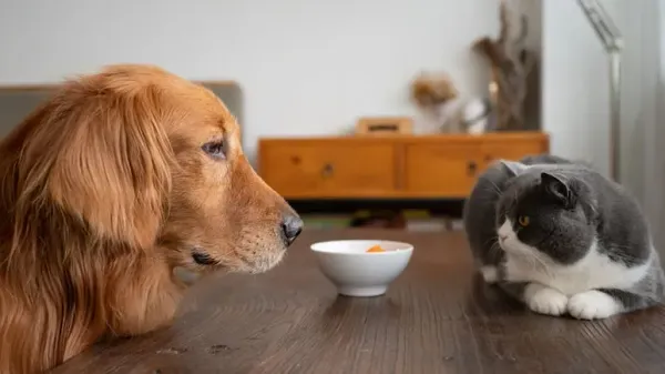 Cómo proteger a tu mascota de los peligros en casa