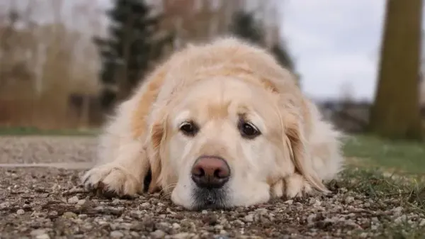 ¿Estás poniendo triste a tu perro? Este podría ser el motivo