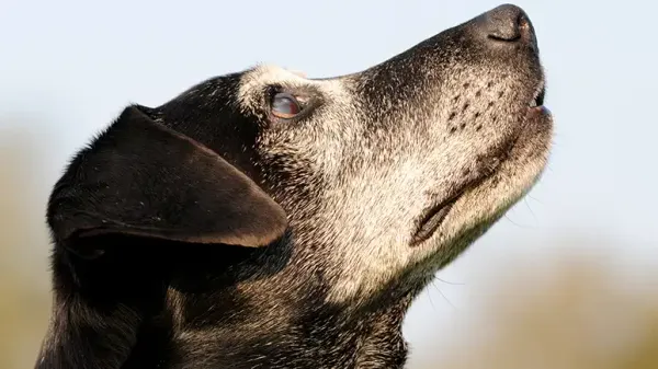 ¿Confusión mental en perros? No bajo tu supervisión