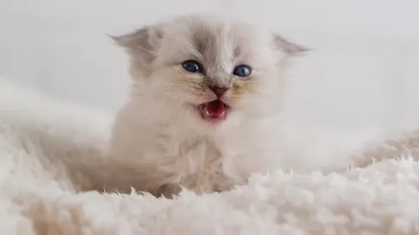 Guía sobre el proceso de dentición de tu gatito