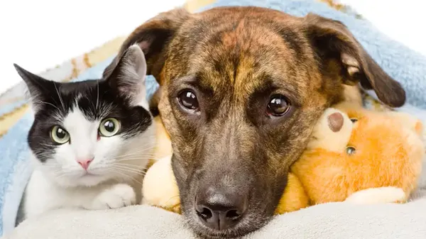 ¿Tu mascota tiene problemas estomacales? Aquí te explicamos cómo ayudar a tu querida mascota a sentirse mejor lo antes posible