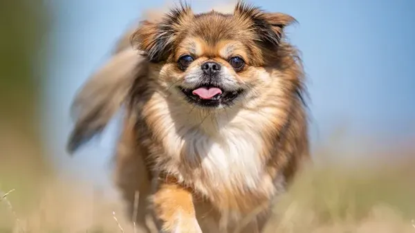 Calor bajo control: Trucos de aseo que a tu mascota le encantarán