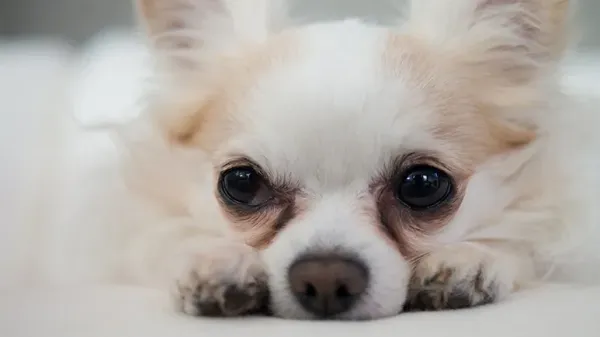 ¿Has notado estos caminitos de lágrimas? Aquí te decimos lo que significan