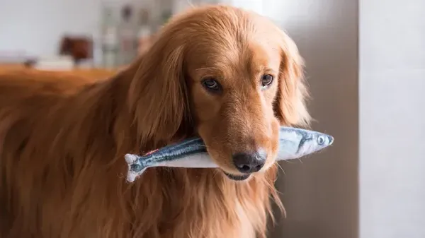 Descubre los beneficios del pescado: la razón que lo convierte en el mejor amigo de los perros