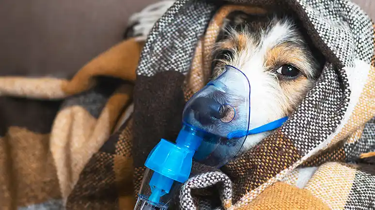 Estas son las señales de que tu perro padece parálisis laríngea